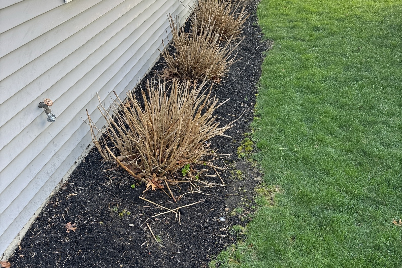 Messy garden bed needing mulch