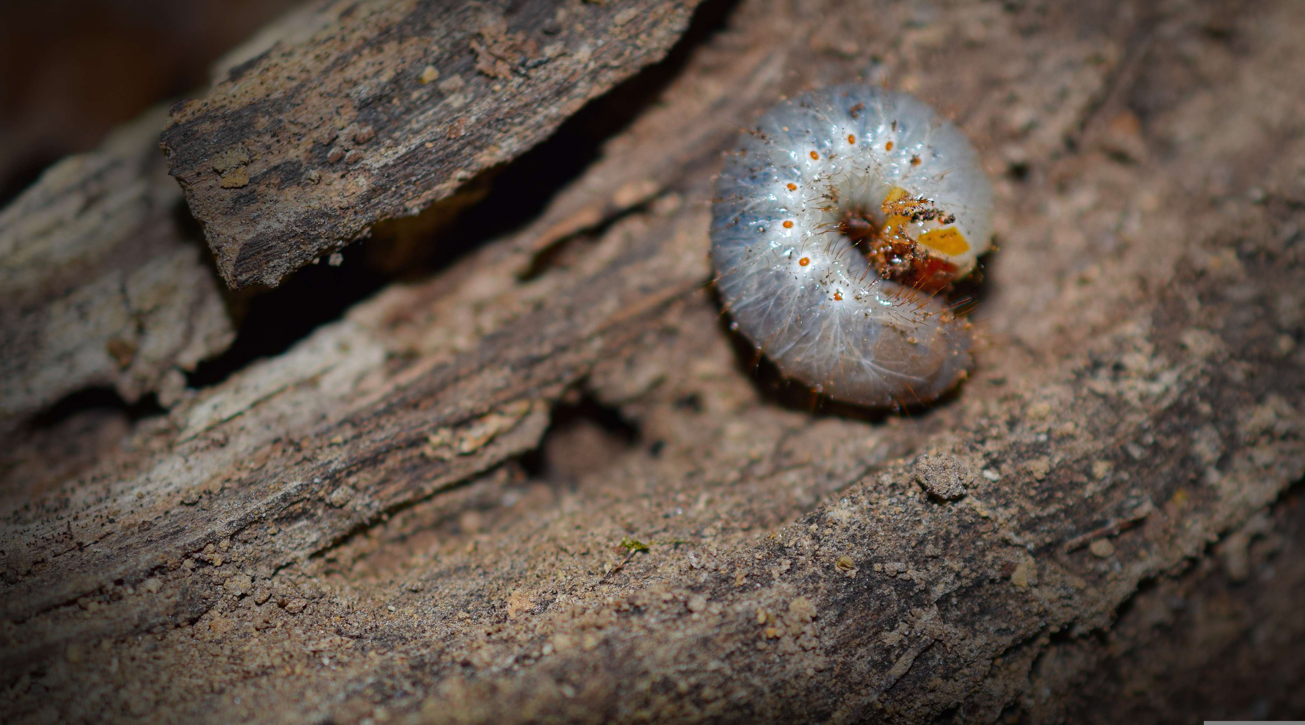 White grubs found in Worcester MA lawn soil