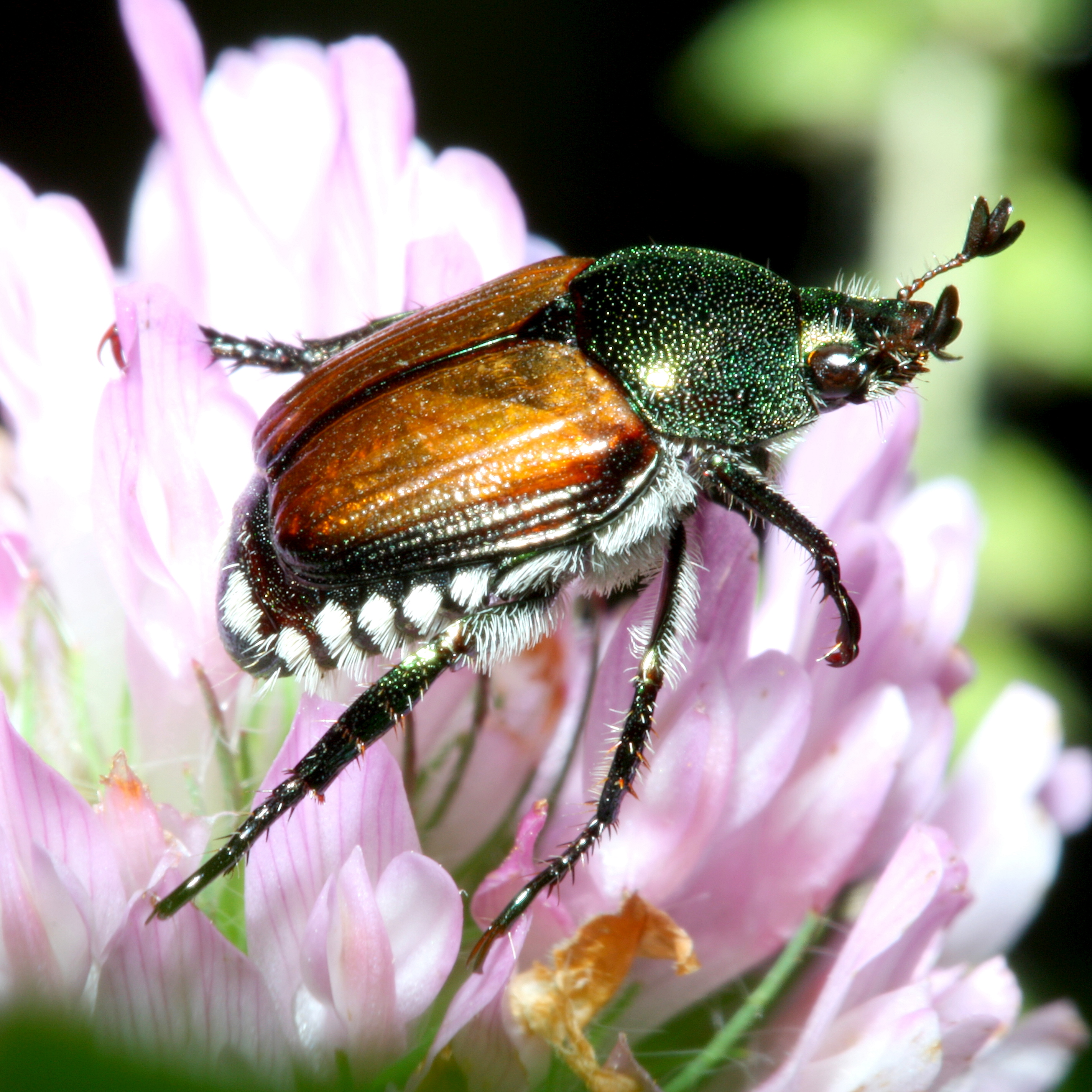 Adult Japanese beetle on a leaf in Worcester MA